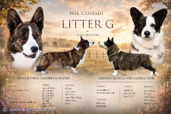 myydään corgi www.koiratori.com-ilmoitus 08.05.2026 syntynyt pitkäkarvainen brindlenvärinen urospentu. Pentu on hyvin sosiaalistettu, sen kanssa on vietetty paljon aikaa ja se on terve. Pentu on valmis muuttamaan uuteen kotiin. Pennun vanhemmat on terveystutkittu ja niille on tehty geenitestit, joiden tulokset ovat kunnossa. Pennulla on kaikki tarvittavat rokotukset ja madotukset hoidettu. Pennulla on eu-passi, fci-asiakirjat ja mikrosiru.luovutus tallinnassa.