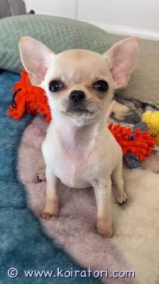 myydään Chihuahuan pennut www.koiratori.com-ilmoitus Meillä on pentuja, uros ja naaras. Niin lempeitä ja hellyydenkipeitä. Minulla on jäljellä kaksi urosta ja naaras. Tämä on loistava rotu lapsiperheille. Ne ovat erittäin helppoja kouluttaa ja innokkaita miellyttämään. Pennut ovat nyt valmiita muuttamaan uusiin koteihin, koska ne ovat juuri saaneet ensimmäiset rokotuksensa ja madotuksen. Ne ovat ystävällisiä ja leikkivät lasten ja muiden lemmikkien kanssa. Kaikki ovat rokotettuja. Ota yhteyttä vain sähköpostitse.