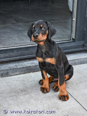 myydään Dobermannin pennut www.koiratori.com-ilmoitus Meillä on pentuja, uros ja naaras. Niin lempeitä ja hellyydenkipeitä. Minulla on jäljellä kaksi urosta ja naaras. Tämä on loistava rotu lapsiperheille. Ne ovat erittäin helppoja kouluttaa ja innokkaita miellyttämään. Pennut ovat nyt valmiita muuttamaan uusiin koteihin, koska ne ovat juuri saaneet ensimmäiset rokotuksensa ja madotuksen. Ne ovat ystävällisiä ja leikkivät lasten ja muiden lemmikkien kanssa. Kaikki ovat rokotettuja. Ota yhteyttä vain sähköpostitse.