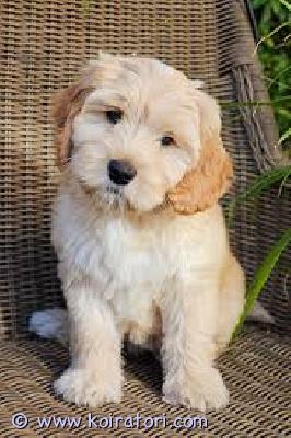 myydään Labradoodlen pennut www.koiratori.com-ilmoitus Meillä on pentuja, uros ja naaras. Niin lempeitä ja hellyydenkipeitä. Minulla on jäljellä kaksi urosta ja naaras. Tämä on loistava rotu lapsiperheille. Ne ovat erittäin helppoja kouluttaa ja innokkaita miellyttämään. Pennut ovat nyt valmiita muuttamaan uusiin koteihin, koska ne ovat juuri saaneet ensimmäiset rokotuksensa ja madotuksen. Ne ovat ystävällisiä ja leikkivät lasten ja muiden lemmikkien kanssa. Kaikki ovat rokotettuja. Ota yhteyttä vain sähköpostitse.