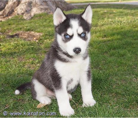 myydään Siperianhuskyn pennut www.koiratori.com-ilmoitus Meillä on pentuja, uros ja naaras. Niin lempeitä ja hellyydenkipeitä. Minulla on jäljellä kaksi urosta ja naaras. Tämä on loistava rotu lapsiperheille. Ne ovat erittäin helppoja kouluttaa ja innokkaita miellyttämään. Pennut ovat nyt valmiita muuttamaan uusiin koteihin, koska ne ovat juuri saaneet ensimmäiset rokotuksensa ja madotuksen. Ne ovat ystävällisiä ja leikkivät lasten ja muiden lemmikkien kanssa. Kaikki ovat rokotettuja. Ota yhteyttä vain sähköpostitse.