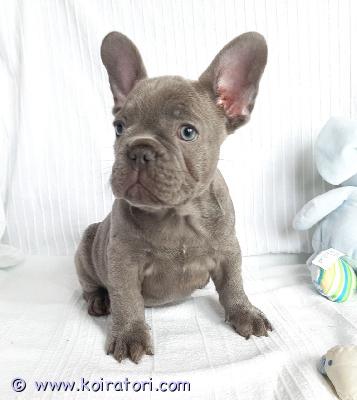 myydään Ranskanbulldogin pennut www.koiratori.com-ilmoitus Meillä on pentuja, uros ja naaras. Niin lempeitä ja hellyydenkipeitä. Minulla on jäljellä kaksi urosta ja naaras. Tämä on loistava rotu lapsiperheille. Ne ovat erittäin helppoja kouluttaa ja innokkaita miellyttämään. Pennut ovat nyt valmiita muuttamaan uusiin koteihin, koska ne ovat juuri saaneet ensimmäiset rokotuksensa ja madotuksen. Ne ovat ystävällisiä ja leikkivät lasten ja muiden lemmikkien kanssa. Kaikki ovat rokotettuja. Ota yhteyttä vain sähköpostitse.