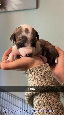 myydään amstaffimix www.koiratori.com-ilmoitus Myydään 29.7 syntyneitä pentuja. Luovutuksessa aikaisintaan 16.9. ennen luovutusta ell tarkastaa ja siruttaa pennut. Madotetaan madotusohjelman mukaisesti. Isä on puhdas amstaffi ja äiti on pitti/dogo mix. Varausmaksu 200€ joka vähennetään loppusummasta pentua haettaessa. Vanhemmat ovat terveitä ja hyväluonteisia kotikoiria. Pennut kasvavat lasten ja aikuisten keskellä, keskellä perheen arkea. Kysy rohkeasti lisää ja kerro vähän millaiseen kotiin pentua etsit. 