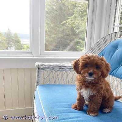 myydään cavapoo-pentuja www.koiratori.com-ilmoitus Meillä on nyt myytävänä superihania pentuja. Niin lempeitä ja hellyydenkipeitä. Meillä on jäljellä yksi uros ja yksi naaras. Tämä on loistava rotu lapsiperheille. Pentumme ovat todella innokkaita leikkimään lasten ja muiden lemmikkien kanssa. Ne ovat kaikki terveitä, rokotettuja, pottakoulutettuja ja osaavat käyttää vessaa. Ota yhteyttä saadaksesi lisätietoja, kuvia ja toimitusohjeet.