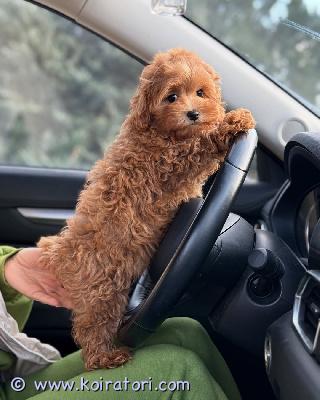 myydään maltipoo-pentuja www.koiratori.com-ilmoitus Meillä on nyt myytävänä superihania pentuja. Niin lempeitä ja hellyydenkipeitä. Meillä on jäljellä yksi uros ja yksi naaras. Tämä on loistava rotu lapsiperheille. Pentumme ovat todella innokkaita leikkimään lasten ja muiden lemmikkien kanssa. Ne ovat kaikki terveitä, rokotettuja, pottakoulutettuja ja osaavat käyttää vessaa. Ota yhteyttä saadaksesi lisätietoja, kuvia ja toimitusohjeet.