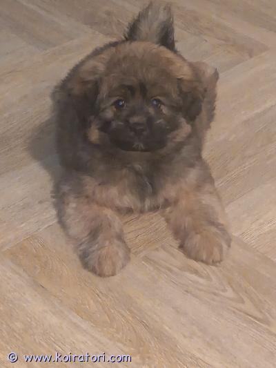 myydään pomapoo www.koiratori.com-ilmoitus Tämä designer-koira tunnetaan suloisesta, nallekarhumaisesta ulkonäöstään, sosiaalisesta luonteestaan ja älykkyydestään. Se sopii erinomaisesti seurakoiraksi niin perheisiin, sinkuille kuin senioreillekin.kasvaa noin 2.5-6kg, 20-35cmPentujen isä pomerian ja äiti toyvillakoira.Pennut rokotettu, sirutettu, madotettu ja tarvittavat asiakirjat on. Pottakoulu sujuu hyvin. Tottunut lapsiin. Etsin loppuelämän ajaksi kotia jossa rakkaus ja huomio ei lopu.lisätietoja pyytäessä.