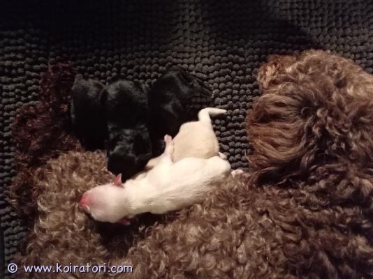 myydään maltipoo www.koiratori.com-ilmoitus 13.08.2026 suomessa syntyneet maltipoo pennut 4 tyttöä yksi poika. Emä toy villakoira isä maltan koira molemmmat omia koiria ja meillä kotona nähtävissä. Pennut terhakoita palleroita. Pentujen luovutus 1.10 alkaen jolloin pennut ovat 7 viikkoa vanhoja. Etsin pennuille rakastavia loppuelämän koteja joissa heille olisi aikaa ja rakkautta annettavana. Maltipoo yhdistelmä on  vähemmän allergisoiva ei ole pohjavillaa eikä maltipoosta irtoa karvaa kuin kampaamalla. Maltipoo on ihmistä rakastava tykkää olla ihmistä lähellä ja olla menossa mukana pienestä koosta huolimatta. Pennut tullaan madottamaan madotus ohjelman mukaisesti käyvät pentutarkastuksessa heidät sirutetaan, uusi omistaja rokottaa pennun 12 viikon iässä. Kerro itsestäsi minkälainen koti sinulla olisi tarjota pennulle soittamalla tai laittamalla ensin viesti. Pentuihin pääsee  tutustumaan kun pennuille on tullut ensin ikää  parisen viikkoa.