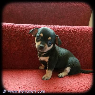 myydään Chihuahuan pennut www.koiratori.com-ilmoitus Meillä on nyt myytävänä superihania pentuja. Niin lempeitä ja hellyydenkipeitä. Meillä on jäljellä yksi uros ja yksi naaras. Tämä on loistava rotu lapsiperheille. Pentumme ovat todella innokkaita leikkimään lasten ja muiden lemmikkien kanssa. Ne ovat kaikki terveitä, rokotettuja, pottakoulutettuja ja osaavat käyttää vessaa. Ota yhteyttä saadaksesi lisätietoja, kuvia ja toimitusohjeet.