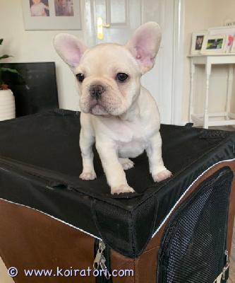 myydään Ranskanbulldogin pentuja www.koiratori.com-ilmoitus Maltankoiran pentujameillä on nyt myytävänä superihania pentuja. Niin lempeitä ja hellyydenkipeitä. Meillä on jäljellä yksi uros ja yksi naaras. Tämä on loistava rotu lapsiperheille. Pentumme ovat todella innokkaita leikkimään lasten ja muiden lemmikkien kanssa. Ne ovat kaikki terveitä, rokotettuja, pottakoulutettuja ja osaavat käyttää vessaa. Ota yhteyttä saadaksesi lisätietoja, kuvia ja toimitusohjeet.