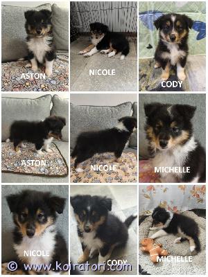 MYYDääN sheltie www.koiratori.com-ilmoitus The kennel is selling tricolor sheltie puppies, born on 23.06.2026.two girls and two boys are available.all puppies are healthy and have no food or medication allergies.the puppies are outgoing, playful, and always positive.all puppies are cea n/n.all boys have intact testicles.the puppies are ready to go to their new families.each puppy has an ekl/fci pedigree, a european passport, a microchip, age-appropriate vaccinations, and a sales contract.the parents are show dogs and have been health tested.i have whatsapp and viber.kennel myy tricolor sheltin pentuja, jotka ovat syntyneet 23.06.2026.vapaina on kaksi tyttöä ja kaksi urosta.kaikki pennut ovat terveitä, eikä niillä ole ruoka- tai lääkeaineallergioita.pennut ovat ulospäinsuuntautuneita, leikkisiä ja aina positiivisia.kaikki pennut ovat cea n/n -sertifioituja.kaikilla uroksilla on ehjät kivekset.pennut ovat valmiita muuttamaan uusiin koteihinsa.jokaisella pennulla on ekl/fci-sukutaulu, eurooppalainen passi, mikrosiru, ikätasoiset rokotukset ja kauppakirja.vanhemmat ovat näyttelykoiria ja heille on tehty terveystarkastuksia.minulla on whatsapp ja viber.