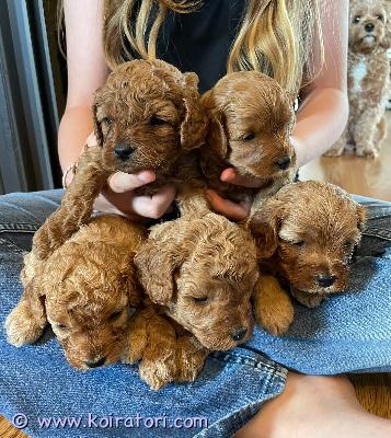 myydään cavapoo www.koiratori.com-ilmoitus Hei ja lämpimät terveiset!meillä on 5 suloista cavapoo-pentua, jotka ovat syntyneet 1. Heinäkuuta ja etsivät nyt rakastavia loppuelämän koteja.molemmat vanhemmat on terveystestattu ja todettu terveiksi. Pentujen arvioidaan painavan täysikasvuisina alle 6 kg. Ne kasvavat kodissamme yhdessä 3 aikuisen ja 4 lapsen perheen kanssa, joten ne tottuvat ihmisiin ja arjen perhe-elämään jo pienestä pitäen.ennen uusiin koteihinsa lähtöä pennut rokotetaan ja madotetaan kolme kertaa. Ne ovat valmiita muuttamaan uusiin perheisiinsä 26. Elokuuta alkaen.cavapoot ovat yleensä vähäkarvaisia ja voivat sopia joillekin allergikoille, mutta mitään koiraa ei voida taata täysin allergiavapaaksi.etsimme huolehtivia ja vastuullisia koteja, joissa pennut saavat rakkautta ja ne otetaan osaksi perhettä. Jos olet kiinnostunut, kerrothan hieman itsestäsi ja perheestäsi.