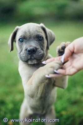 MYYDääN canecorso www.koiratori.com-ilmoitus Vielä varatttavissa tyttö ja 2 poikaa 14.6 syntyneestä pentueestamme.pennut on luovutusikäisiä ja rekisteröity eestin kennelliittoon.pennut on useasti madotettu ja eläinlääkäri on pennut siruttanut ja terveeksi tarkastanut sekä niillä on eu-passi.mukaan pennulle annamme kattavan pentupaketin sekä kasvattajan loppuelämän tuen.pentujen vanhempiin saa tutustua kennelissämme.isä on mm euroopan junior winner 2025,wds vice junior winner 2025 sekä usean maan valio.emä on usean maan muotovalio.molemmat vanhemmat hyväluonteiset ja terveeksi tutkittu.pentujen uudelta kodilta toivomme kokemusta/tutustumista rotuun ennen pennun hankintaa.mikäli sinulla on pennun hankinta ajankohtainen asia ja elämä kunnossa että pystyt tarjoamaan pennulle hyvän huolehtivan ja vastuuntuntoisen kodin ota yhteyttä +37255628699 niin kerron mielelläni lisätietoja.osamaksu mahdollisuus.ole valmis kertomaan itsestäsi ja millainen koti tarjolla.