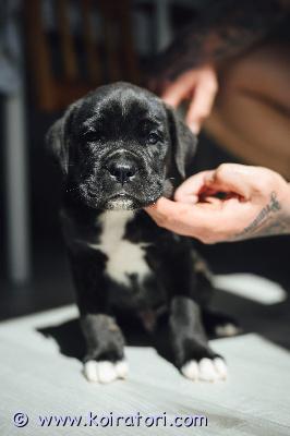 MYYDääN canecorso www.koiratori.com-ilmoitus Kauniit mustabrindlet ja mustat pennut syntyivät kenneliimme 23.7.vielä muutama pentu varattavissa parhaaseen ja vastuuntuntoiseen kotiin.vanhemmat ovat hyväluonteiset ja terveet hyvillä näyttelytuloksilla.pennulle mukaan erittäin kattava pentupaketti(arvo n.200e)sekä kasvattajan loppuelämän tuki.kodilta odotamme rodun tuntemusta/rotuun tutustumista sekä elämäntilannetta,jossa pennulle mahdollisuus tarjota huolehtiva ja vastuuntuntoinen koti.osamaksu mahdollisuus.ole valmis kertomaan millainen koti sinulla olisi tarjota.kerron mielelläni lisää pennuistamme +37255628699 whatsapp