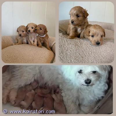 myydään maltipoo www.koiratori.com-ilmoitus suloinen f1-maltipoo-pentueemme etsii uusia, pysyviä koteja.meillä on 3 poikaa ja 2 tyttöä, jotka syntyivät 10.7.2026. Pennut ovat valmiita muuttamaan uusiin koteihinsa, kun ne ovat täyttäneet 10 viikkoa, eli 18. Syyskuuta alkaen.emä on terve 5 kg painava maltankoira. Silmät eivät vuoda, eikä polvilumpioissa ole todettu ongelmia. Isä on aprikoosin värinen toyvillakoira, joka painaa 2,3 kg. Polvet ja silmät on tutkittu, eikä niissä ole todettu ongelmia.pennut ovat f1-sukupolvea.maltipoot tunnetaan allergiaystävällisinä ja vähän karvaa irtoavina koirina. Ne ovat ystävällisiä, sosiaalisia, älykkäitä ja leikkisiä. Maltipoot muodostavat usein vahvan siteen perheeseensä ja viihtyvät parhaiten ihmisten seurassa. Niillä on yleensä pehmeä, laineikas tai kihara turkki, joka vaatii säännöllistä hoitoa.älykkyytensä ja vahvan perhesiteensä ansiosta maltipoo sopii hyvin myös ensimmäiseksi koiraksi.pennut kasvavat kotiympäristössä muiden koirien, 1–17-vuotiaiden lasten, kissojen ja puutarhassa olevien kanojen kanssa. Ne ovat tottuneet erilaisiin kodin ääniin, kuten imuriin ja pesukoneeseen. Pennut ovat erittäin leikkisiä ja sosiaalisia, rakastavat ihmisten kanssa sylittelyä ja juoksevat mielellään paljon puutarhassa.pentujen mukaan tulee:madotusmikrosiruterveystodistuskangas, jossa on emän tuoksukauppasopimushieman pennulle tuttua ruokaajos haaveenasi on saada yksi näistä pienistä suloisista pennuista perheenjäseneksi, lähetä meille viesti. Kerromme mielellämme lisää näistä pienistä enkeleistä.