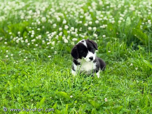 myydään welshcorgi www.koiratori.com-ilmoitus Luovutusikäiset corgi cardigan pennut valmiina omiin perheisiinsä. Pennut on sirutettu, madotettu  ja omistavat myös passit. Ei rekisteröity jonka vuoksi edullisempi hinta. Vanhemmat puhdasrotuisia kuitenkin. Kerro viestissäsi millainen koti olisi tarjolla. 