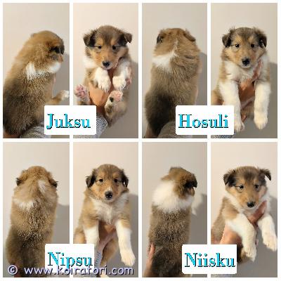 myydään pitkäkarvainencollie www.koiratori.com-ilmoitus Pitkäkarvaisia collie pentuja.pennut syntyivät 6.7.20264 soopeli urosta, 3 soopeli narttua ja 1 tricolor narttu.pennut kasvavat maatilapihapiirissä joten tottuvat erilaisiin ääniin ja eläimiin( kissat, lampaat, lehmät, kanat ja possut) myös tilan muihin koiriin(laumanvartija/ajokoirat).tilalla vierailee myös lapsia joten pennut tottuvat myös lapsiin.pennut myydään rekisteröitynä ja pentutarkastettuna.neita emää ja pentuja voi käydä tilalla katsomassa.luovutusikäisiä pennut ovat 8 viikkoisina 31.8.2026pyydämme 1600 pennusta josta 400 on varausmaksua.(varausmaksua ei palauteta peruttaessa pennusta riippumattomista syistä)isä:hedvig on luonteeltaan avoin, rohkea ja ystävällinen, se rakastaa ihmisiä ja tulee hyvin toimeen toisten koirien kanssa.hedvig on mielellään kaikessa mukana ja se on hyvin aktiivinen ja leikkisä. Hedvig tykkää myös käyttää ääntään.hedvigin kanssa on kokeiltu eri harrastuslajeja, kuten rally-toko, paimennus, vetohiihto, agility, jälki ja haku. Palkkautuu lelulla, nameilla ja sosiaalisella palkalla. Harrastustuloksena paim-t h. Lisäksi näyttelystä nuo-h.hedvigillä on muutama hammaspuutos. Se on kevytrakenteinen ja sporttimallinen.ei alusta tai ääniarkuutta.hedvig on kasvanut lapsiperheessä ja kaverina on toinen uroscollie ja kissa.emä:neita on luonteeltaan pehmeä, ihmisrakas ja leikkisä, se rakastaa kissoja ja tulee hyvin toimeen toisten koirien kanssa. Neita on seurallinen ja kaikessa mukana kulkeva.päivittäin pihalla vapaana muiden koiriemme kanssa ja silti tykkää mieluummin kulkea isännän mukana. Ei ääniarka. Tahtoo paimentaa äänekkäitä laitteita.(ruohonleikkuri, porakone, sirkkeli)tottunut maatilalla monenlaisiin eläimiin. Mm. Lehmiin, possuihin ja irti oleviin kanoihin.rakastaa noutoleikkejä (pallo mielusampi kuin keppi) sosiaalinen palkka parempi kuin herkut.omien lampaiden paimennusta satunnaisesti harrastettu. Autossa kulkeminen luonnistuu.luonnonkorvat. Rakenteeltaan siro.
