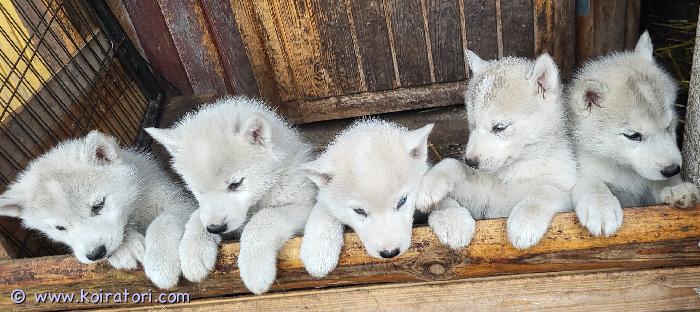 myydään husky www.koiratori.com-ilmoitus Meille syntyi 5  ihastuttavaa ja suloista narttupentua 9.7 jotka etsivät elämänsä rakastavaa ja aktiivista kotia. Molemmat vanhemmat ovat puhdasrotuisia huskeja, mutta eivät kennelissä, koska ovat valjakkokoiria. Vanhemmat ovat perusterveitä ja hyvin ihmisrakkaita.  Pennut ovat luovutusiässä alkaen syyskuun 9. Pennut sirutetaan ja pentutarkastetaan ennen luovutusta,  soveltuvat perheeseen jossa liikutaan ja harrastetaan. Emme anna pentuja kerrostaloon.Ota rohkeasti yhteyttä niin jutellaan lisää. Kerro itsestäsi ja minkälaisen kodin ja ympäristön tarjoaisit pennulle.  Laita tekstiviesti jos en pystyy vastaamaan niin soitan sinulle takaisin.