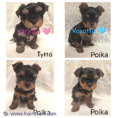 myydään mini www.koiratori.com-ilmoitus Suomessa 3.7.2026 syntyneet 4 pennun pentueesta 2 poikaa etsii kotia. Vanhemmat on meidän omia hyvänluontoisia ja terveitä koiria. Isä puhdas yorkshiren terrieri, äiti yorkshiren terrieri-chihuahua mix. Luovutusikä pennuilla (8vk) 28.8.2026.Pennut on eläinlääkärin terveeksi tarkastamia ja sirutettuja 19.8.2026. Pennut on madotettu säännöllisesti kahden viikon välein ja tullaan madottamaan ennen luovutusta. Ostaja huolehtii rokotukset 12vk iässä. Mukaan tulee tarvikepaketti, joka sisältää mm. käyttämäämme penturuokaa.Reippaat pennut ovat syntyneet keskellä lapsiperheen hälinää ja ovat elämän ääniin tottuneet. Ota yhteyttä ja kerro millaisen kodin antaisitte meidän pikkuisille.