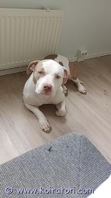 myydään americanbully www.koiratori.com-ilmoitus Koira tarvii isomman tilan ja semmosen ihmisen jolla riittää aika. Minulla ei riitä aika ku oon koko ajan pois koira joutuu olemaan yksin koko päivän. Koira on rokotettu ja sirutettu eläinlääkärin tarkastama ja muutenkin mahtava koira 