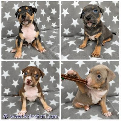 myydään americanbully www.koiratori.com-ilmoitus Americanbully xl/standard -pentue.muutama upea tri color pentu etsivät aktiivisia ja rakastavia loppuelämän kotejaan.molemmat vanhemmat ovat terveitä ja tervepäisiä rotunsa edustajia. Luonteeltaan erittäin ihmisläheisiä sosiaalisia ja tasapainoisia perhekoiria.sukutaulun huippunimiä ovat muun muassa:• dual ch jax • parasiemprebulls trinity  trimax • bomb blood don choc • raw prides brace • bossys jumanji  pez koipennut kasvavat lapsiperheen arjessa tottuen erilaisiin ääniin, käsittelyyn, eri ihmisiin sekä muihin koiriin. panostamme pentujen varhaiseen sosiaalistamiseen ja monipuolisiin kokemuksiin ennen luovutusta.pennut luovutetaan:• eläinlääkärin tarkastamina• useaan kertaan madotettuina• sirutettuina• rekisteröityinä abkc (american bully kennel club)pentupaketin kera.luovutus syyskuun toisella viikolla.jos olet etsimässä itsellesi tai perheellesi uutta perheenjäsentä, niin ota yhteyttä niin jutellaan lisää.toivomme, että kerrot yhteydenotossasi itsestäsi ja perheestäsi sekä siitä millaisen kodin voit tarjota tulevalle pennulle. 