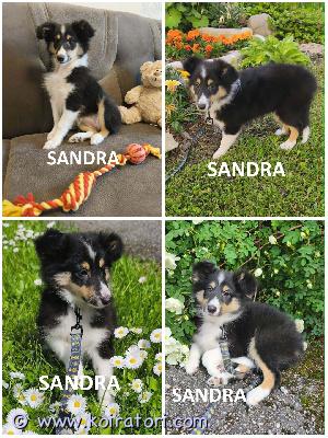 MYYDääN sheltie www.koiratori.com-ilmoitus The kennel is selling a tricolor sheltie puppy: 1 female.born march 21, 2026.all puppies have cea+/+ parents.the puppy is healthy, outgoing, affectionate, obedient, playful, positive, and litter-trained.sandra is strong and fast, nearing the end of the standard.ready to go to a new family.the puppy has an ekl/fci pedigree, a european passport, a microchip, and a sales contract.all vaccines have been completed!the parents are show dogs and have been health-tested.i have whatsapp and viber.kennel myy tricolor sheltinpentua: 1 narttu.syntynyt 21. Maaliskuuta 2026.kaikilla pennuilla on cea+/+ vanhemmat.pentu on terve, ulospäinsuuntautunut, hellyydenkipeä, tottelevainen, leikkisä, positiivinen ja pentueenkoulutettu.sandra on vahva ja nopea, lähellä rotumääritelmän loppua.valmis muuttamaan uuteen kotiin.pennulla on ekl/fci-sukupuu, eurooppalainen passi, mikrosiru ja kauppakirja.kaikki rokotukset on suoritettu!vanhemmat ovat näyttelykoiria ja heidät on terveystarkastettu.minulla on whatsapp ja viber.