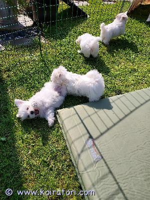 myydään maltese www.koiratori.com-ilmoitus Hei, prinsessamme bianca sai 5.7.2026 neljä suloista maltankoiranpentua.toivomme, että pennut luovutetaan aikaisintaan 9 viikon iässä eli 4.9.2026 alkaen. Se olisi meille ihanteellinen ajankohta.pennut kasvavat kotioloissa olohuoneessa muiden koirien, aikuisten, lasten ja kissojen kanssa, joten ne ovat hyvin sosiaalistuneita. Ne ovat kauniita, hellyttäviä, ystävällisiä ja leikkisiä.molemmat vanhemmat ovat maltankoiria ja terveitä. Niiden silmät ja polvet on tutkittu. Emä bianca on 2-vuotias ja tämä on hänen ensimmäinen pentueensa. Hän painaa 3,5 kg. Isä max on 2,5-vuotias ja painaa 3 kg. Pentujen odotetaan painavan aikuisina noin 2–4 kg.pennut saavat paljon rakkautta ja huolenpitoa. Niitä totutetaan vähitellen yksinoloon työpäivien aikana, eivätkä ne ole luonteeltaan kovin haukkuherkkiä.pennut luovutetaan terveystodistuksen, rokotusten, kolmen madotuksen ja mikrosirun kanssa.olemme helposti tavoitettavissa ja vastaamme viesteihin mahdollisimman pian niiden saavuttua. Kerrothan viestissä hieman itsestäsi ja jätä myös puhelinnumerosi, jotta voimme olla yhteydessä.ystävällisin terveisin