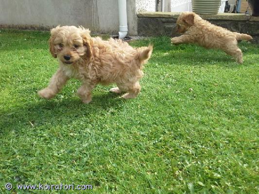 myydään cavapoo-pentuja www.koiratori.com-ilmoitus Meillä on nyt myytävänä superihania pentuja. Niin lempeitä ja hellyydenkipeitä. Meillä on jäljellä yksi uros ja yksi naaras. Tämä on loistava rotu lapsiperheille. Pentumme ovat todella innokkaita leikkimään lasten ja muiden lemmikkien kanssa. Ne ovat kaikki terveitä, rokotettuja, pottakoulutettuja ja osaavat käyttää vessaa. Ota yhteyttä saadaksesi lisätietoja, kuvia ja toimitusohjeet.