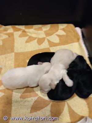 myydään maltipoo www.koiratori.com-ilmoitus 13.08.2026 syntyneet maltipoo pennut etsii rakastavaa loppuelämän kotia jossa koiralle olisi aikaa ja rakkautta annettavana sekä sitouduttaisiin turkin hoitoon. Pennut tulevat käymään eläinlääkärin tarkistuksessa pennut sirutetaan sekä saavat madotukset madotus ohjelman mukaisesti. Pentujen vanhemmat ovat molemmat omia koiria ja nähtävissä kotonani. Maltipoo on vähemmän allergisoiva. Kerro minkälainen koti sinulla olisi tarjota yhdelle pennuista soittamalla tai laittamalla ensin viestiä.    