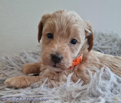 myydään Maltipoo www.koiratori.com-ilmoitus Herttaiset, lempeät ja aivan ihanat - lapsiperheen keskellä kasvaneet ja sosiaalistuneet - MALTIPOO narttupennut etsivät vastuullisia kotejaan! Ehkä myös yksi urospentu etsii kotia. Kantarotuina yhdistelmässä on komea, punainen kääpiövillakoira(isä) sekä nätti maltankoira(emä).Pennut luovutetaan tarkoin valittuihin koteihin lokakuun lopussa eläinlääkäritarkastettuina, moneen kertaan madotettuina, rokotettuina sekä tunnistemerkittynä.Kyseessä on roturisteytyspentue, joten tätä rotua ei rekisteröidä. Pennut saavat mukaansa pentupaketit sekä myös elinkaaren mittaisen taustatuen. Kysy lisää ja esittele samalla itsesi numerosi kera. Ethän tuhlaa molemminpuolista aikaa vaan kysy pentua vasta, kun koiranhankinta on aidosti ajankohtainen ja talous sen hankinnan sallii. Ei osamaksumahdollisuutta. 