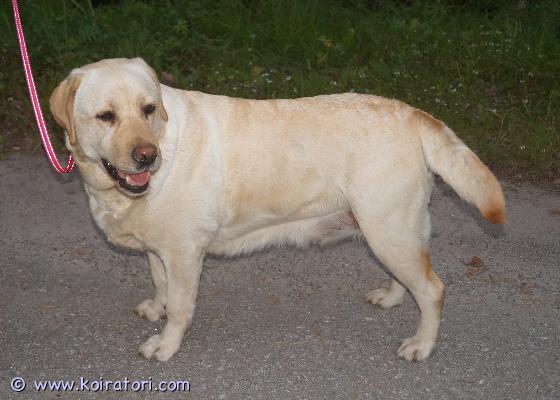myydään Labradorinnoutajanarttu www.koiratori.com-ilmoitus 5-vuotias labradorinnoutajanarttu etsii sopivaa kotia. Soveltuu sekä koiralliseen että koirattomaan kotiin, on tullut toimeen aina ja kaikkien (sekä koirien että ihmisten) kanssa. Hihnakäytös moitteetonta. Luovumme koirasta, koska keskitymme kasvatustoiminnassamme vastaisuudessa pienempiin rotuihin.Rekisteröity sekä ruviin että Suomen Kennelliittoon, Suomessa syntynyt siis. Rokotukset, madotukset ja kaikki muukin hoidettu asianmukaisesti.Tässä iloinen ja ystävällinen koira, joka jaksaa touhuta mutta osaa myös rauhoittua.Kerro minkälainen koti sinulla olisi tarjota ja tule katsomaan. En lähettele videoita tai kuvia, mutta tutustumaan saa tulla miltei koska tahansa.