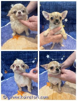 MYYDääN chihuahua www.koiratori.com-ilmoitus Chihuahua puppies for sale. Girls and boys. The mini-boy was born on june 7th, and the girls were born on june 9th. Europass, vaccinations, microchip, and sales contract included. Delivery to helsinki lansisatama is available for an additional fee.