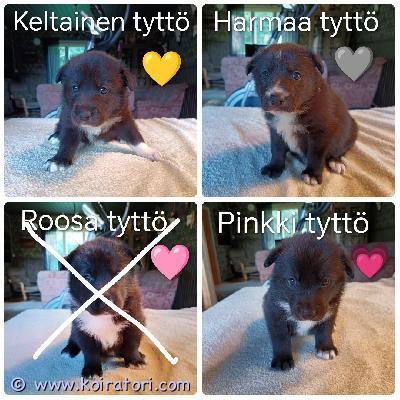 myydään sekarotuinen www.koiratori.com-ilmoitus Meille on syntynyt 30.7.26 karjalankarhukoira/jämtlanninpystykorva pentuja.6 narttua ja 5 urosta. Kaikki ovat väriltään mustavalkoisia.vapaana 3 narttua pennut sopivat metsästykseen tai kotikoiriksi liikunnalliseen kotiin.yksi pennuista tullaan jättämään itselle.pentueen vanhemmat ovat olleet hirvenmetsästyskäytössä ja ovat myös hyviä perhekoiria.molemmat ovat tervepäisiä, hyvähermoisia, ei arkuutta tai varautuneisuutta. Ovat olleet myös terveitä, eikä ole ollut allergioita.ovat todella kilttejä myös lasten kanssa. Emä rauhallinen ja lempeä, joka rakastaa olla silitettävänä.isä aktiivisempi, todella hellyydenkipeä jonka lempipaikka on sylissä.linkki isän sukutauluun https://jalostus.kennelliitto.fi/frmkoira.aspx?rekno=fi33325/23r=42linkki emän sukutauluunhttps://jalostus.kennelliitto.fi/frmkoira.aspx?rekno=fi37274/21r=48kasvavat n. 20-25kg kokoiseksi ja sopivat sekä ulko että sisäkoiriksi. Turkki tulee olemaan helppohoitoinen ja säänkestävä.pennut asuvat lapsiperheessä, joten tulevat hyvin tottumaan pieniin lapsiin, kodin ääniin ja myöskin toisiin koiriin, mitä kotona asustaa.pentujen luovutus on 24.9 alkaen, 8 viikon iässä.ennen luovutusta pennut tullaan madottamaan useasti, 2, 4, 6 ja 8 viikon iässä.eläinlääkäri tekee pentutarkastuksen sekä siruttaa pennut.rokotus jää uudelle omistajalle, pentujen ollessa 12 viikon ikäisiä. Pennut ruokitaan laadukkaasti ja hoitotoimenpiteitä harjoitellaan pienestä pitäen.pennuista pyydämme varausmaksun 50e mikä vähennetään kokonaishinnasta.pennut saavat mukaansa pentupakkauksen (sisältää pannan, hihnan, lelun, herkkuja, tuttua ruokaa yms.)pennuilla on myös oma instagramtili johon päivitetään pentujen kuulumisia viikottain.lisätietoja pennuista myös soittamalla044-0450854 (mikko)