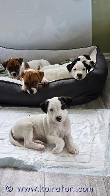 myydään russell www.koiratori.com-ilmoitus Heinäkuun 7. Päivänä kotiimme syntyi kaunis jack russell -terrieripentue. Pennut ovat valmiita muuttamaan uusiin perheisiinsä 3. Syyskuuta alkaen.pentueessa on 4 pentua – 3 urosta ja 1 narttu.ennen uusiin koteihinsa lähtöä jokainen pentu tarkastetaan eläinlääkärissä, rokotetaan, sirutetaan, rekisteröidään ja madotetaan.pennut kasvavat turvallisessa ja rakastavassa kotiympäristössä lasten keskellä. Ne tottuvat tavalliseen arkeen, erilaisiin ääniin, ihmisiin, toimintaan ja käsittelyyn. Tämä auttaa niitä kasvamaan itsevarmoiksi ja hyvin sosiaalistuneiksi seurakoiriksi.molemmat vanhemmat ovat 2-vuotiaita, terveitä, energisiä ja sosiaalisia jackrusselleja, joilla on hyvä luonne. Emä on väriltään valkoinen ja musta, kun taas isä on valkoinen, musta ja tan-värinen. Omistan pentujen emän itse.monet ajattelevat, että jackrussell on yksinkertaisesti koira, jolla on paljon energiaa, mutta tässä upeassa rodussa on paljon muutakin. Niiden energisyys liittyy läheisesti älykkyyteen, uteliaisuuteen ja haluun oppia. Ne ovat pienikokoisia koiria, joilla on suuri persoonallisuus. Ne muodostavat vahvan siteen perheeseensä ja rakastavat olla mukana arjessa.aktiivisen ja älykkään luonteensa vuoksi haluamme löytää pennuille vastuulliset ja rakastavat omistajat, jotka ymmärtävät rodun tarpeet ja voivat tarjota pennulle aktiivisen, turvallisen ja rakastavan elämän.jos harkitset yhden pennuista ostamista, kerrothan hieman itsestäsi, perheestäsi, aiemmasta koirakokemuksestasi sekä siitä, kumpaa sukupuolta toivot.ehkä joku näistä kauniista pienistä jackrusselleista on uusi paras ystäväsi ja rakastettu perheenjäsenesi?