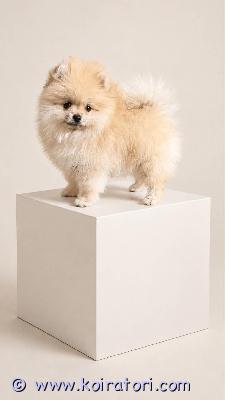 myydään pomeranian www.koiratori.com-ilmoitus Kaunis pomeranian-tyttö etsii rakastavaa kotia! suloinen, iloinen ja reipas pomeranian-tyttö on valmis muuttamaan uuteen kotiinsa. Tyttö on erittäin leikkisä, utelias ja ihmisrakas. Hän nauttii seurasta ja tulee hyvin toimeen sekä ihmisten että muiden eläinten kanssa.eläinlääkärin tarkastama ja terveeksi todettu rokotettu mikrosirutettueu-passi fci/ekl-sukutaulutyttö on lupaava ja soveltuu sekä näyttelyihin että rakastetuksi perheenjäseneksi. Hän on hyvin sosiaalistettu ja kasvanut kotioloissa huolenpidon ja rakkauden ympäröimänä.vain vastuulliseen ja rakastavaan kotiin. Lisätietoja, kuvia ja videoita saa mielellään yksityisviestillä.