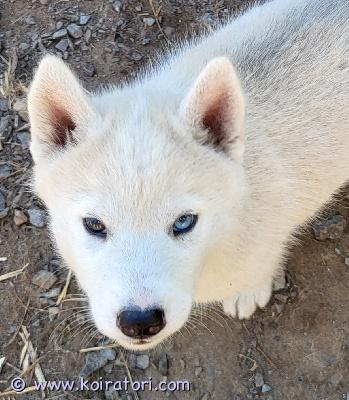 myydään husky www.koiratori.com-ilmoitus Kolme tyttöpentua vielä vapaana ja etsivät elämänsä kotia. Pennut ovat syntyneet 9.7 ja ovat  nyt luovutusiässä . Molemmat vanhemmat ovat puhdasrotuisia ja perusterveitä olleet ja juoksevat valjakossa. Vanhemmat ovat myös hyvin ihmisrakkaita. Pennut on sirutettu pentutarkastettu ja säännöllisesti madotettu. Toivomme heille aktiivista ja harrastavaa kotia, jossa liikutaan luonnossa ja jossa riittää virikkeitä, koska husky on älykäs ja tarvitsee liikuntaa. Soveltuu myös lapsiperheeseen ja tottuu myös muihin kotieläimiin. Ota yhteyttä niin jutellaan lisää. Jätä tekstiviesti, jos en pysty vastaamaan niin soitan sinulle takaisin.