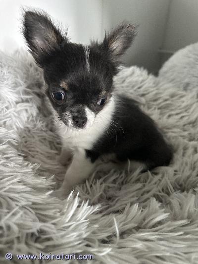 myydään chihuahua www.koiratori.com-ilmoitus Urospentu 3kk. Erikoispentu ja lisää tietoa whatsapin kautta. Vaatii aikaa antavan ja rauhallisen kodin. niina kivimäkip 0452317795