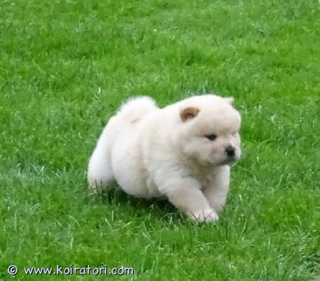 myydään Chow Chow -pentuja www.koiratori.com-ilmoitus Meillä on nyt myytävänä superihania pentuja. Niin lempeitä ja hellyydenkipeitä. Meillä on jäljellä yksi uros ja yksi naaras. Tämä on loistava rotu lapsiperheille. Pentumme ovat todella innokkaita leikkimään lasten ja muiden lemmikkien kanssa. Ne ovat kaikki terveitä, rokotettuja, pottakoulutettuja ja osaavat käyttää vessaa. Ota yhteyttä saadaksesi lisätietoja, kuvia ja toimitusohjeet.
