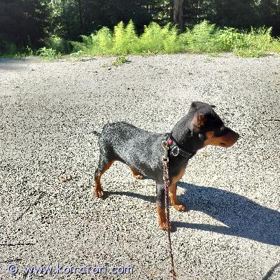 myydään kääpiöpinseri www.koiratori.com-ilmoitus Myydään kääpiöpinserin narttupentu 5kk.väriltään blacktan.rokotukset kunnossa, mikrosiru. Tyttö on kiltti ja nopea oppimaan uutta. Etsitään loppuelämän kotia.
