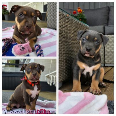myydään americanbully www.koiratori.com-ilmoitus Americanbully xl/standard -pentue.muutama upea tri color narttupentu etsivät aktiivisia ja rakastavia loppuelämän kotejaan.molemmat vanhemmat ovat terveitä ja tervepäisiä rotunsa edustajia. Luonteeltaan erittäin ihmisläheisiä sosiaalisia ja tasapainoisia perhekoiria.sukutaulun huippunimiä ovat muun muassa:• dual ch jax • parasiemprebulls trinity  trimax • bomb blood don choc • raw prides brace • bossys jumanji  pez koipennut kasvavat lapsiperheen arjessa tottuen erilaisiin ääniin, käsittelyyn, eri ihmisiin sekä muihin koiriin. panostamme pentujen varhaiseen sosiaalistamiseen ja monipuolisiin kokemuksiin ennen luovutusta.pennut luovutetaan:• eläinlääkärin tarkastamina• useaan kertaan madotettuina• sirutettuina• rekisteröityinä abkc (american bully kennel club)pentupaketin kera.luovutus syyskuun toisella viikolla.jos olet etsimässä itsellesi tai perheellesi uutta perheenjäsentä, niin ota yhteyttä niin jutellaan lisää.toivomme, että kerrot yhteydenotossasi itsestäsi ja perheestäsi sekä siitä millaisen kodin voit tarjota tulevalle pennulle. 