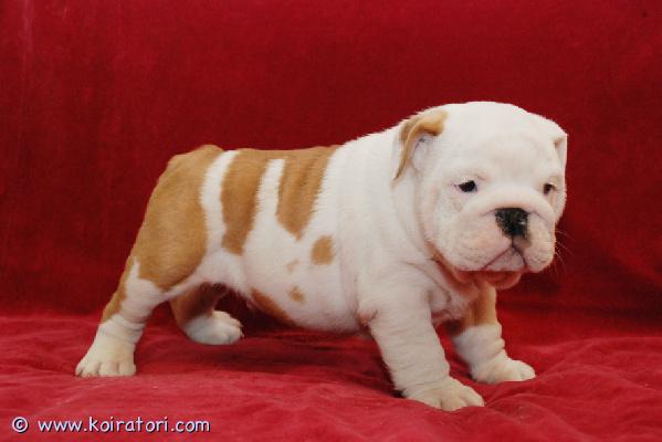 myydään Englanninbulldogin pentuja www.koiratori.com-ilmoitus Meillä on nyt myytävänä superihania pentuja. Niin lempeitä ja hellyydenkipeitä. Meillä on jäljellä yksi uros ja yksi naaras. Tämä on loistava rotu lapsiperheille. Pentumme ovat todella innokkaita leikkimään lasten ja muiden lemmikkien kanssa. Ne ovat kaikki terveitä, rokotettuja, pottakoulutettuja ja osaavat käyttää vessaa. Ota yhteyttä saadaksesi lisätietoja, kuvia ja toimitusohjeet.