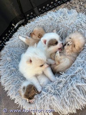 myydään pomchi www.koiratori.com-ilmoitus Pomeranian/chihuahua-pennut – syntyneet 14.7., luovutus 8.9. Alkaenmeillä on viisi kaunista pentua, jotka kasvavat rauhallisessa ja turvallisessa kodissa saaden paljon huolenpitoa, sosiaalistamista ja päivittäistä huomiota.emä: 60 % pomeranian / 40 % chihuahua, 2,8 kgisä: 100 % pomeranian, 3 kgmolemmat vanhemmat asuvat kanssamme ja ovat luonteeltaan rauhallisia ja tasapainoisia.pennut luovutetaan eläinlääkärin terveystodistuksen, ensimmäisen rokotuksen, mikrosirun, madotusten sekä pentupaketin kanssa. Pentupakettiin kuuluu peitto ja ruokaa.etsimme pennuille rakastavia ja vastuullisia koteja, joissa niistä pidetään hyvää huolta ja niille tarjotaan turvallinen ympäristö sekä pitkäaikainen sitoutuminen.kiinnostuitko? lähetä meille viesti ja kerro hieman itsestäsi ja siitä, millaisen kodin voisit pennulle tarjota.