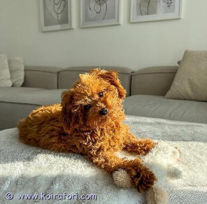 myydään villakoira www.koiratori.com-ilmoitus Nimeni on archie. Archie etsii uutta kotia!leluvillakoira | uros | valmis adoptoitavaksihän on:- hyvin sosiaalinen- leikkisä ja utelias- hyvin hellä ja rakastaa halailua- rokotettu, madotettu ja mikrosirutettu.archie tarvitsee uuden kodin.jos olet kiinnostunut, kirjoita meille, niin annamme sinulle lisätietoja.