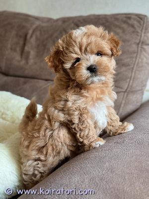 myydään maltipoo-pentuja www.koiratori.com-ilmoitus Meillä on nyt myytävänä superihania pentuja. Niin lempeitä ja hellyydenkipeitä. Meillä on jäljellä yksi uros ja yksi naaras. Tämä on loistava rotu lapsiperheille. Pentumme ovat todella innokkaita leikkimään lasten ja muiden lemmikkien kanssa. Ne ovat kaikki terveitä, rokotettuja, pottakoulutettuja ja osaavat käyttää vessaa. Ota yhteyttä saadaksesi lisätietoja, kuvia ja toimitusohjeet.