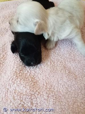 myydään maltipoo www.koiratori.com-ilmoitus 13.8 syntyneistä maltipoo pentusista etsii rakastavia loppuelämänsä koteja jossa heille olisi aikaan ja rakkautta annettavana. Kotia etsii valkoinen poika sekä musta tyttö. Pennut luovutusikäiset 1.10 alkaen pentujen ollessa 7 viikonikäiset. Pennut käyvät eläinlääkärissä pentu tarkastuksessa heidät sirutetaan sekä saavat madotukset madotusohjelman mukaisesti. Molemmat pentujen vanhemmista ovat omia koiria ja meillä kotona nähtävissä. Kerro minkälainen koti sinulla olisi tarjota pennulle soittamalla taikka laittamalla ensin viestiä. 