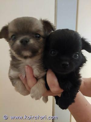 myydään chihuahua www.koiratori.com-ilmoitus Reippaat pojat valmiina uusiin seikkailuihin alkaen 11.9. Luovutetaan sirutettuina ja ell tarkastamina. 