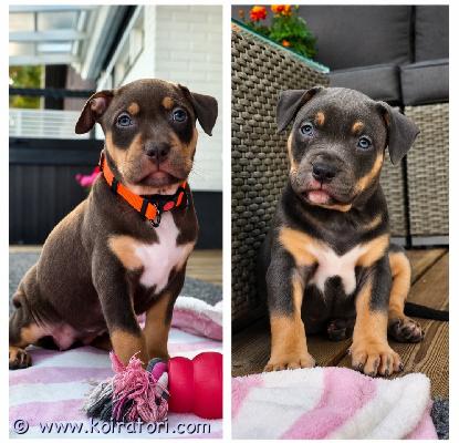 myydään americanbully www.koiratori.com-ilmoitus Americanbully xl/standard -pentue.muutama upea tri color narttupentu etsivät aktiivisia ja rakastavia loppuelämän kotejaan.molemmat vanhemmat ovat terveitä ja tervepäisiä rotunsa edustajia. Luonteeltaan erittäin ihmisläheisiä sosiaalisia ja tasapainoisia perhekoiria.sukutaulun huippunimiä ovat muun muassa:• dual ch jax• parasiemprebulls trinity trimax• bomb blood don choc• raw prides brace• bossys jumanji pez koipennut kasvavat lapsiperheen arjessa tottuen erilaisiin ääniin, käsittelyyn, eri ihmisiin sekä muihin koiriin.panostamme pentujen varhaiseen sosiaalistamiseen ja monipuolisiin kokemuksiin ennen luovutusta.pennut luovutetaan:• eläinlääkärin tarkastamina• useaan kertaan madotettuina• sirutettuina• rekisteröityinä abkc (american bully kennel club)pentupaketin kera.luovutus vk37, jolloin ovat 8vkjos olet etsimässä itsellesi tai perheellesi uutta perheenjäsentä, niin ota yhteyttä niin jutellaan lisää.toivomme, että kerrot yhteydenotossasi itsestäsi ja perheestäsi sekä siitä millaisen kodin voit tarjota tulevalle pennulle.