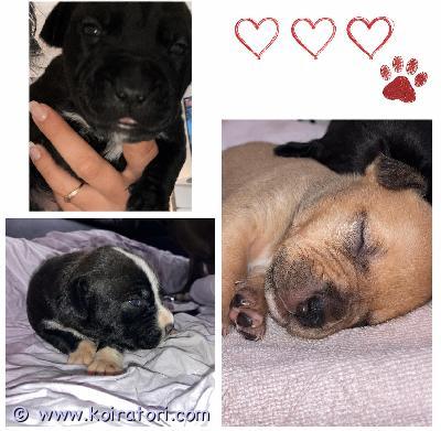 myydään amstaff www.koiratori.com-ilmoitus Pitbull/amstaff pennut vailla rakastavia ja sitoutuneita loppuelämän kotejaan. Odotamme myös roduntuntemusta. Vanhemmat ovat hyväluonteisia ja perusterveitä. Pennut luovutetaan syyskuun lopulla eläinlääkärin tarkastamina, mikrosirutettuina, asianmukaisesti madotettuina ja rekisteröityinä.Ensisijaisesti yhteydenotot whatsappilla 0408597176 tai tarvittaessa puhelimitse.Kerrothan viestissä hieman itsestäsi ja millaiseen kotiin pentu olisi tulossa.