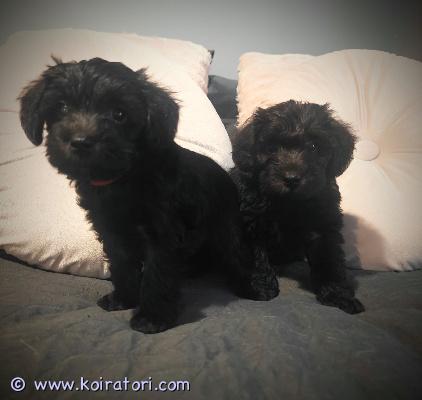 myydään schnoodle www.koiratori.com-ilmoitus Suloisia schnoodle-pentuja vailla omaa rakastavaa kotia!meillä syntyi 19.7. Ihana schnoodle-pentue (isä villakoira n. 5 kg, emä kääpiösnautseri n. 6,5 kg). Pennut kasvavat arjen keskellä sisätiloissa, joten ne ovat tottuneet kodin ääniin, kissoihin sekä muihin koiriin. Koska kyseessä on trimmattava rotu, pentujen kanssa on jo harjoiteltu turkinhoitoa viikoittain.pennut luovutetaan aikaisintaan 11.9. Alkaen, jolloin ne ovat:-useasti madotettuja-eläinlääkärin tarkastamia-sirutettujahinta: 1500 €ota yhteyttä ja kerro, millaisen kodin voisit tarjota näille valloittaville pennuille!