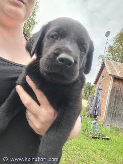 myydään sekarotuinen www.koiratori.com-ilmoitus Varattavissa 1 urospentu. Emä dobermannmix ja isä labradori.vanhemmat ovat aktiivisia, säässä kuin säässä lenkkeilijöitä jotka rakastavat myös päikkäreitä kainalossa. Hyvä luonteisia lapsiperheen koiria ja tulevat kaikkien kanssa toimeen. luovutus 14.9. Alkaen, madotettuna, sirutettuna ja ell tarkastamana. Mukaan tulee pieni pentupaketti sekä kasvattajan ikuinen tuki.molemmat vanhemmat nähtävillä.hinta 1100e, josta varausmaksua 300e. 