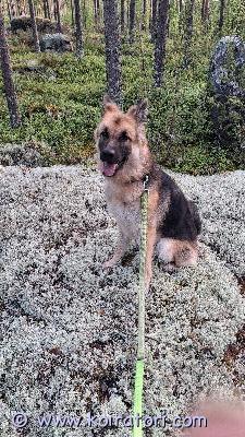 myydään Saksanpaimenkoiramix www.koiratori.com-ilmoitus Hei,Olen 12 kk ikäinen paimenkoira mix uros ja etsin uutta kotia. Esittelen itseäni vähän, kuka olen. Minussa on kaksi rotua, saksanpaimenkoira-valkoinenpaimenkoira.Olen hyväluonteinen ja kiltti. Miellytän omistajaa ja toimin kuten omistaja  haluaa minun toimivan. Minua on koulutettu pennusta asti ja osaankin jo monia tärkeitä perustaitoja. Ymmärrän paljon ihmisten käyttämiä sanoja, joilla minun halutaan toimivan ja  noudatan niitä. Näitä ovat mm. Istu, maahan, rauhassa, odota, tule, ei tule, ole hyvä, mene pois, jätä, irti, paikka, nukkumaan. Lisää saa opettaa. Opin helposti.Välillä nuoruuteni hormonihuuruissa tekee mieli toimia toisin, mutta siihen en ole saanut mahdollisuutta. Isäntäväki on pitänyt minusta hyvää huolta, laittanut rajat ja rakastaneet paljon. Tulen myös yksin toimeen, isäntäväen ollessa poissa. Sillä aikaa vahdin sisätiloissa taloa, viihdytän itseäni leluillani ja nukun. Kykenen odottamaan isäntäväkeä koko työpäivän ajan nätisti. Minulla ei ole eroahdistusta. Syön kaksi kertaa päivässä. Saan ruuan aamulla ennen isäntäväen lähtemistä töihin ja toisen kerran iltapäivällä heidän töistä tullessaan. Ruuan jälkeen teen pissa- ja kakkatarpeeni ulos. Pystyn pidättämään tarpeeni koko työpäivän ja yöajan, kunnes pääsen ulos. Pidän isäntäväen kodin siistinä. Olen helppo huolehdittava ja hoidettava, kunhan minulle ollaan rauhallisia ja rakastavia. En pidä vihaisuudesta, härnäämisestä ja kaltoin kohtelusta. Osaan pitää puoleni, kuten rodulleni ominaista. Minun kanssani tulee hyvin toimeen henkilö, joka tuntee rotuni ja ymmärtää tarpeeni paimentaa ja vahtia.   Tarvitsen paljon tilaa liikkua. Olen energinen ja vahva. Omistajallani on hyvä olla halua ja tahtoa lenkkeillä minun kanssani minimissään kaksi kertaa päivässä tunnin lenkki.  Silloin saan purettua liikaenergisyyteni. Minulle tekee hyvää liikkua mielellään luonnossa. Epätasainen maasto tekee minun keholleni ja nivelistölleni hyvää ja pysyn paremmin terveenä. Pidän myös jäljittely ja etsimisleikeistä. Luonnossa liikkuessa on paljon haisteltavaa ja jäljittely- ja etsimisviettini saakin luonnossa hyvin toteutua ja tyydyttyä.Olen ollut isäntäväelläni pennusta asti. Toivon saada sellaisen kodin, josta minun ei tarvitse enää muuttaa ja saan elää siinä loppuelämäni. Toivon uudelta kodilta myös yhtä hyvää hoitoa, minun rotua ymmärtävää,  rakastavaa ja aikaa antavaa kotia kuin nykyinen kotini on. En ole tottunut lapsiin ja toisiin koiriin. tämän vuoksi toivon pääseväni aikuisten kotiin, joissa ei ole lapsia ja toista koiraa. Minut on eläinlääkäri tarkastanut, rokotettu ja sirutettu.  Olen saanut myös Rabies-rokotuksen. Miltä kuulostaa. Tahdotko ottaa minut luoksesi ja jatkaa kanssani elämää? Isäntäväkeni ei pysty minua enää pitämään. Voitte ottaa yhteyttä isäntäväkeeni, jos teillä on kriteerit täyttävää kotia tarjota minulle. 